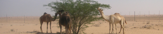 Jebel self-catering in Dubai, Forgot Password