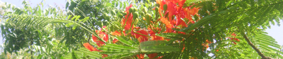 Jebel self-catering in Dubai, Facilities